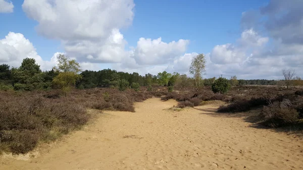 Edesche Heide Provincia Güeldres Países Bajos — Foto de Stock