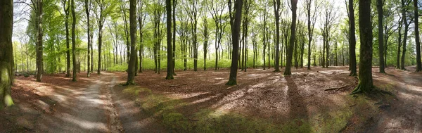 Edese Bos Panorama Provincia Güeldres Países Bajos —  Fotos de Stock