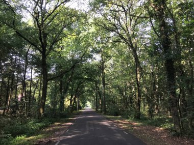 Hollanda, Drenthe 'deki ormandan geçen yol.