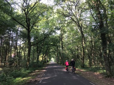 Drenthe Ormanı 'nda bisiklet sürmek Hollanda' da