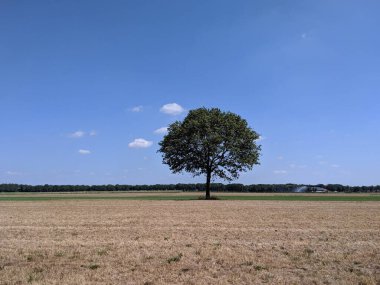 Hollanda, Drenthe 'deki yalnız ağaç.