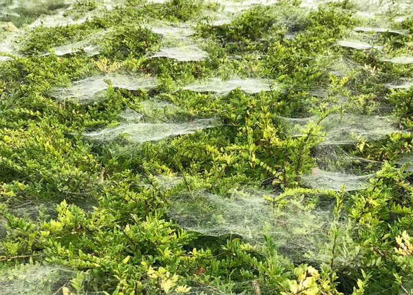 Spiderweb Утром — стоковое фото