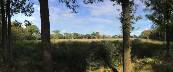 Forest Panorama Drenthe Ολλανδία — Φωτογραφία Αρχείου