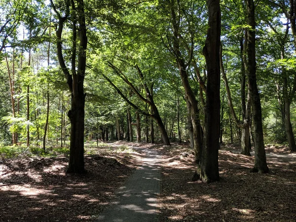 Floresta Torno Steenwijk Holanda — Fotografia de Stock