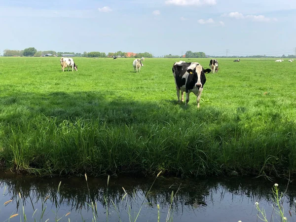 Koeien Wei Friesland Nederland — Stockfoto