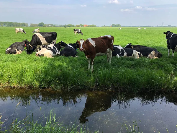 Koeien Wei Friesland Nederland — Stockfoto