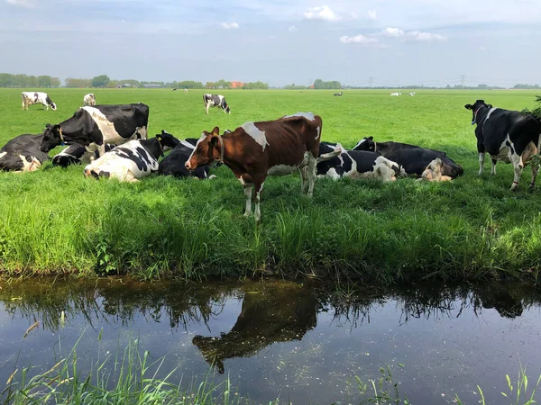 Hollanda, Friesland 'daki çayırlarda inekler.