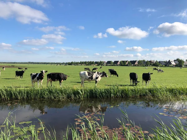 Koeien Friesland Nederland — Stockfoto