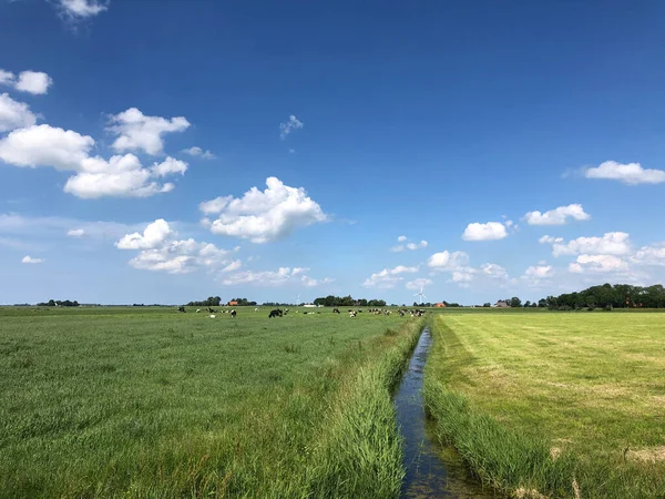 Waaksens Körüli Mezőgazdasági Terület Frieslandben Hollandiában — Stock Fotó