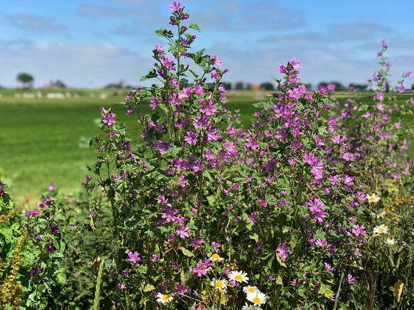 Frisiska Landskapet Nederländerna — Stockfoto