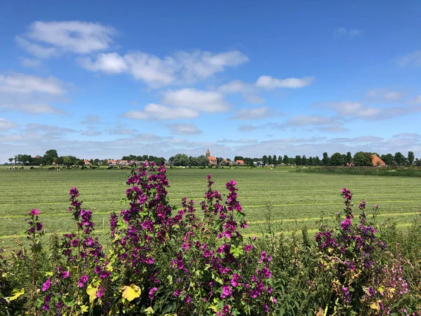 Kühe Auf Der Weide Rund Das Dorf Easterwierrum Friesland Niederlande — Stockfoto