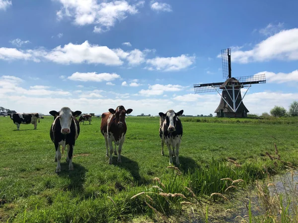 Koeien Weide Met Een Windmolen Friesland Nederland — Stockfoto