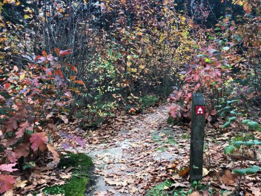 Hollanda, Friesland 'daki Ulusal Park Drents-Friese Wold' da sonbaharda MTB tabelası
