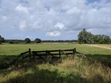 Friesland 'daki Rijs çevresindeki orman manzarası Hollanda