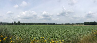 Gelderland, Hollanda 'daki Braamt çevresindeki panoramik manzara