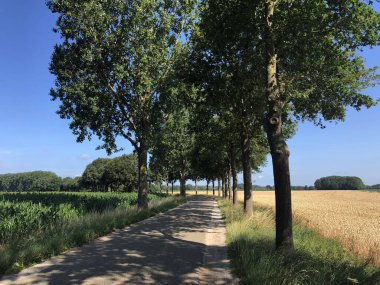 Gelderland, Hollanda 'daki Babberich çevresindeki manzara