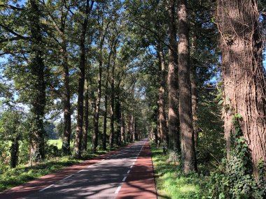 Vorden, Gelderland ve Hollanda çevresindeki ormandan geçen yol.