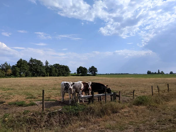 Kalveren Weide Friesland Nederland — Stockfoto