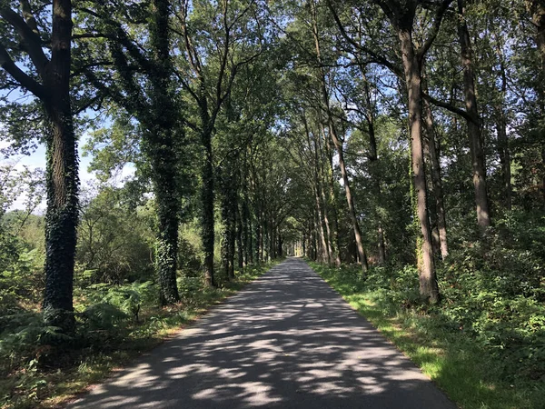 Route Travers Forêt Autour Vorden Pays Bas — Photo