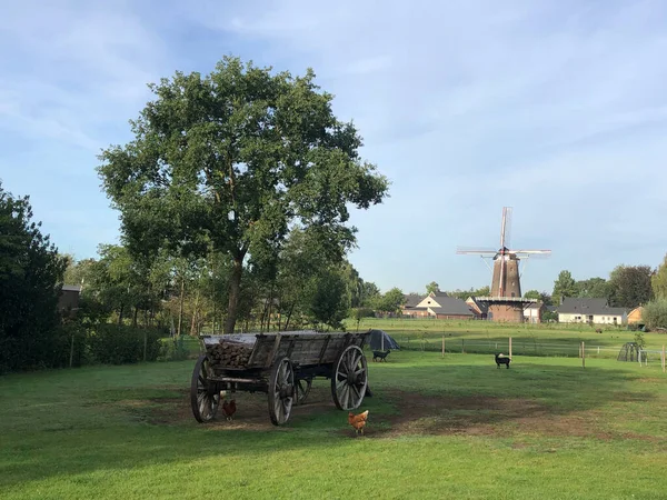 Hühner Ziegen Und Die Windmühle Varsseveld Niederlande — Stockfoto