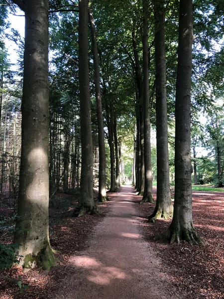 Chemin Travers Forêt Autour Castle Vorden Gueldre Pays Bas — Photo