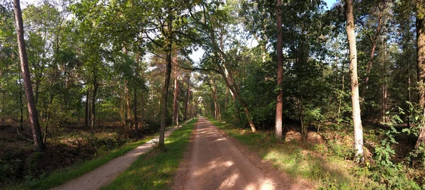 Zelhem Gelderland Hollanda Çevresindeki Ormandan Geçen Yol — Stok fotoğraf