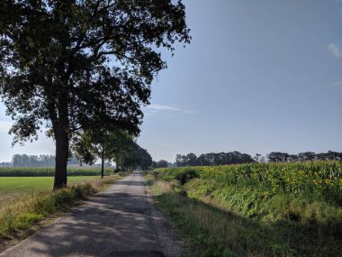 Laren, Gelderland, Hollanda yakınlarındaki ayçiçeği tarlası.