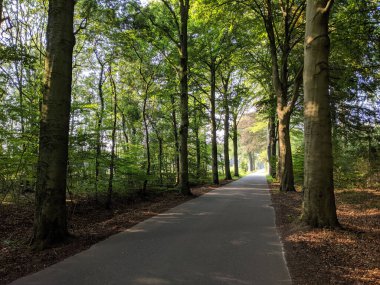 Hollanda 'da Schalkhaar çevresindeki orman