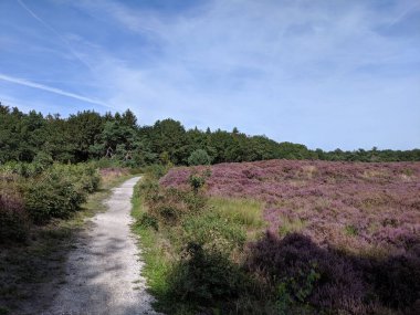 Hollanda, Overijssel 'deki Zwarte Dennen doğa koruma alanında çiçek açan fundanın içinden geçen yol