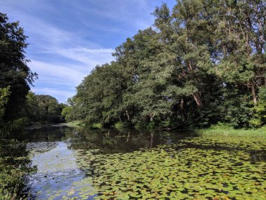 Hollanda, Overijssel 'de, Balkbrug çevresinde bir nilüfer yaprağı ile göl