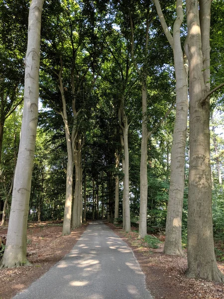 Camino Través Del Bosque Alrededor Wesepe Overijssel Los Países Bajos — Foto de Stock