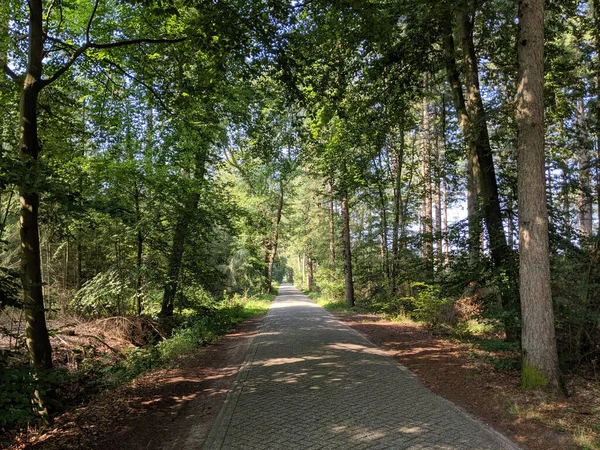 Route Travers Forêt Autour Wesepe Overijssel Pays Bas — Photo