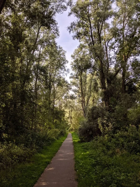 Caminho Pela Floresta Torno Kalenberg Overijssel Países Baixos — Fotografia de Stock