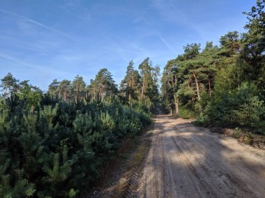 Hellendoor, Hollanda çevresindeki ormandan geçen kum yolu.