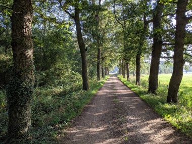 Den Ham, Overijssel, Hollanda çevresindeki toprak yol.