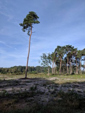 Ormandaki yalnız ağaç Den Ham, Overijssel, Hollanda çevresindeki bir doğa koruma alanında.