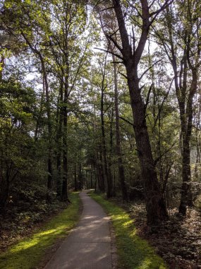 Den Ham, Overijssel, Hollanda çevresindeki bir doğa koruma alanında ormanın içinden geçen yol.