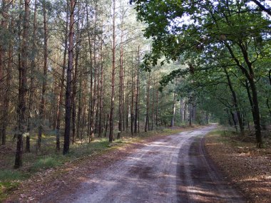 Junne, Overijssel, Hollanda çevresindeki orman