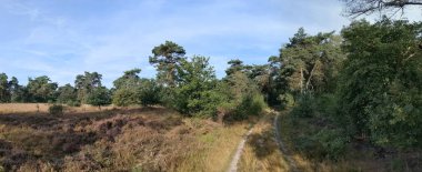 Overijssel Ormanı 'ndan Hollanda' ya giden yol