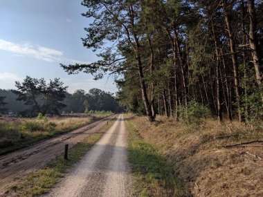 Hollanda 'daki Ulusal Park Sallandse Heuvelrug' dan geçen yol