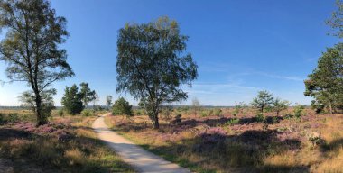 Hollanda 'daki Ulusal Park Sallandse Heuvelrug Panoramik Peyzaj