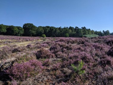 Hollanda 'daki Ulusal Park Sallandse Heuvelrug' da çiçek açan Heather.