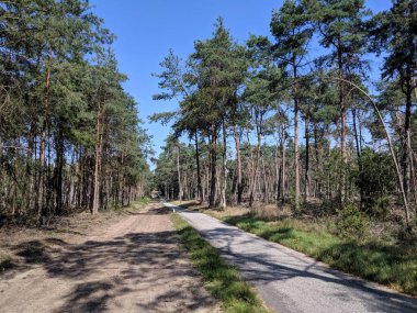 Hollanda 'daki Sallandse Heuvelrug ormanında bisiklet yolu