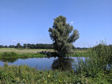 Hollanda, Rijssen civarında sıcak bir yaz gününde bir ağacın gölgesinde inekler.