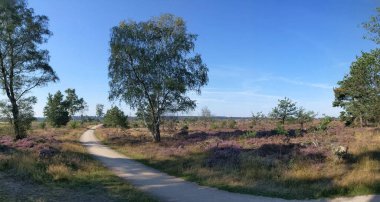Hollanda 'daki Ulusal Park Sallandse Heuvelrug Panoramik Peyzaj