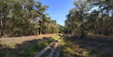 Hollanda 'daki Ulusal Park Sallandse Heuvelrug Panoramik Peyzaj