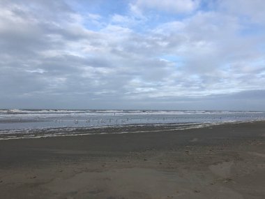 Hollanda 'daki Texel plajında martılar