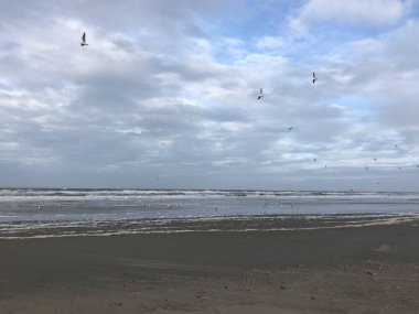 Hollanda 'daki Texel plajında martılar