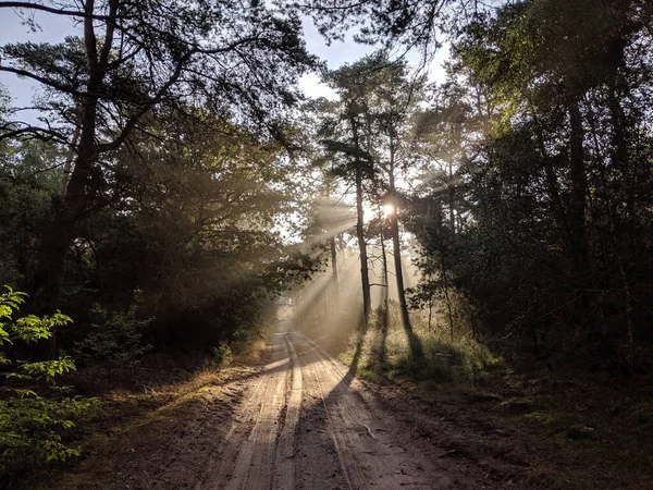 Soleil Brille Travers Forêt Autour Hellendoorn Pays Bas — Photo