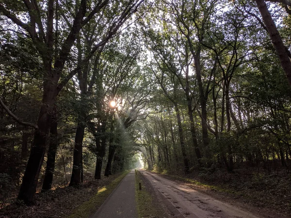 Sol Brilhando Através Floresta Torno Hellendoorn Holanda — Fotografia de Stock